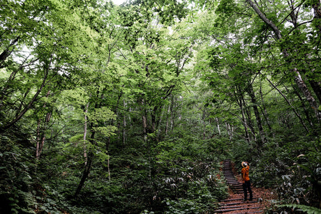 Life's a Beech: From Forest to Factory