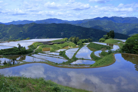 The Story Begins in a Rice Field