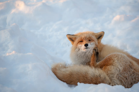 Hokkaido
