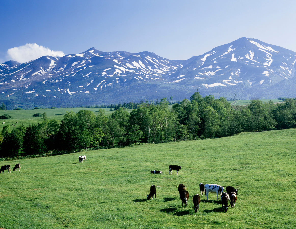 Forest Lines and Skyline Roads, Hokkaido Motorcycle Tour (4 days, 3 nights)