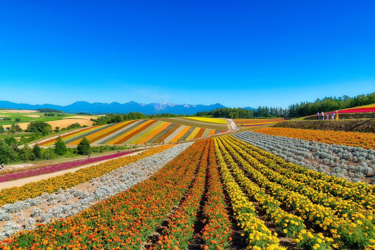 Forest Lines and Skyline Roads, Hokkaido Motorcycle Tour (4 days, 3 nights)