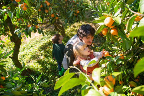 Sweet Journeys: Discover Japan’s Three Major Mandarin Orange Regions