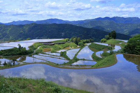 The Story Begins in a Rice Field