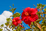 Tropical Breeze & Island Culture, Okinawa Discovery(4Days,3nights)