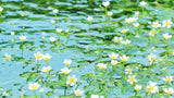 A Journey through Lake Biwa: Local-Guide-Led Explorations of Nature and Cuisine