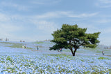 Beyond Sakura: Spring Around Tokyo (6 days , 5 nights)