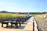 Yamada Nishiki Storytelling, Sake Tasting & Craft Experience