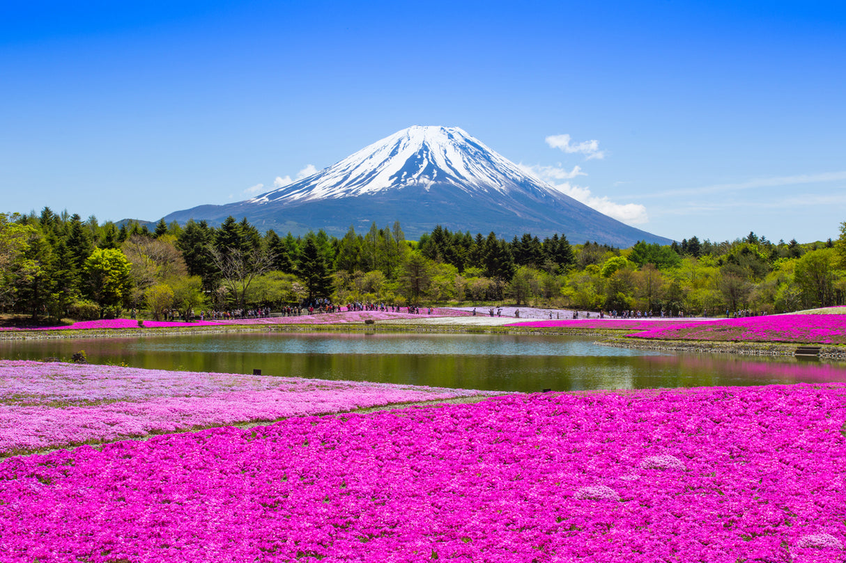 Beyond Sakura: Spring Around Tokyo (6 days , 5 nights)