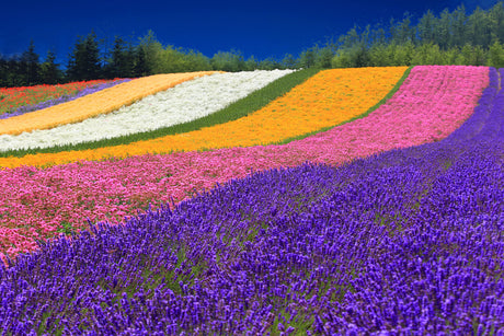 Hokkaido Highlights Tour (6 days, 5 nights)