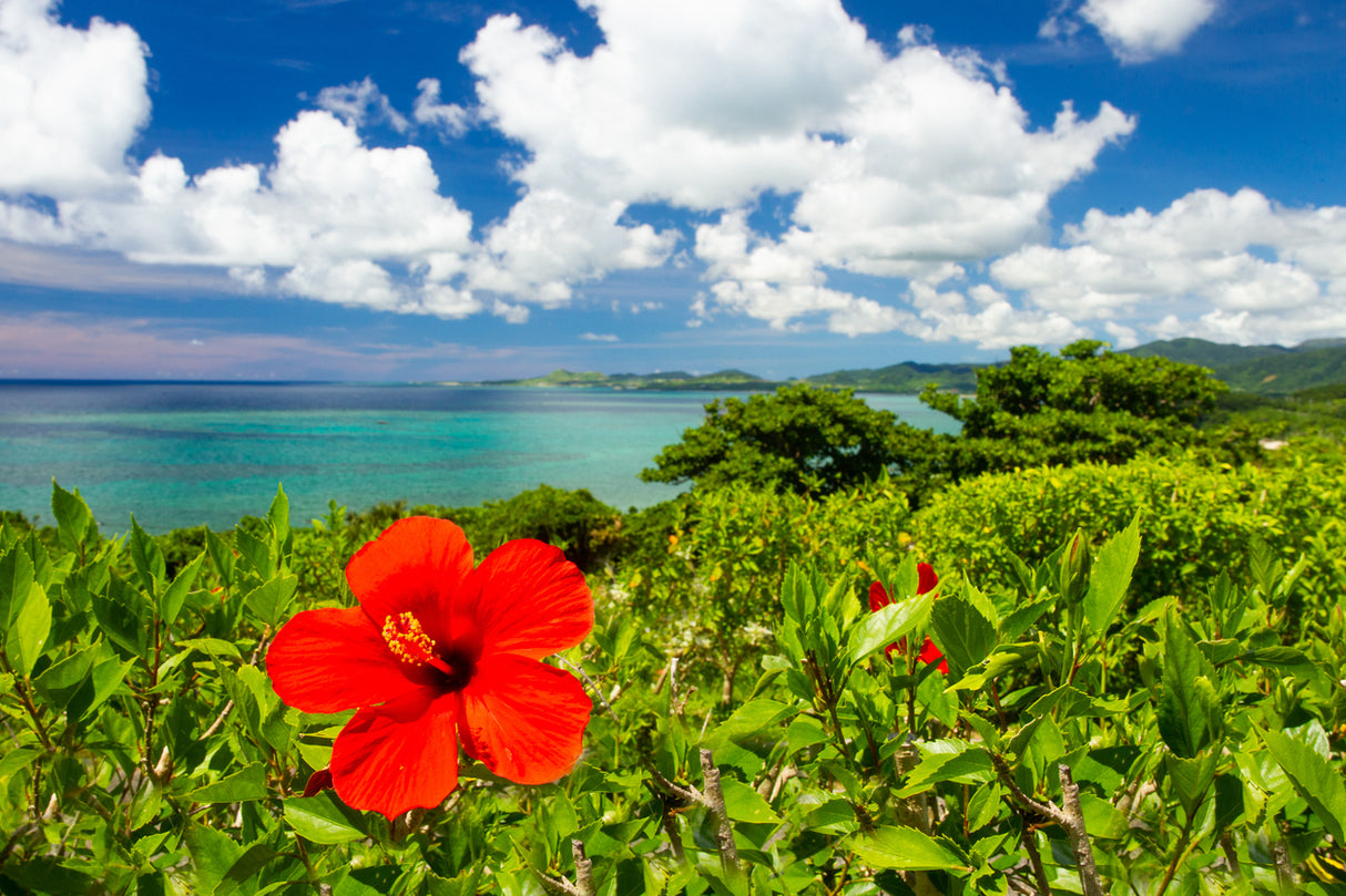 Tropical Breeze & Island Culture, Okinawa Discovery(4Days,3nights)