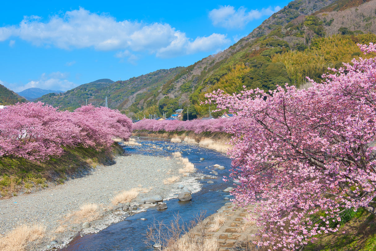 Spring around Tokyo: Kawazu Cherry Blossoms (8 days, 7 nights)