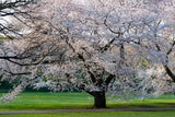 Spring around Tokyo: Kawazu Cherry Blossoms (8 days, 7 nights)