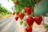 Discovering Sendai: Four Days of Culture and Nature Tour (4 days, 3 nights)