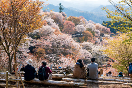Build-Your-Own Osaka & Kyoto Tour: Classics + Sakura + Local Fun (4 days, 3 nights)