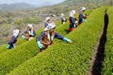 Tokyo Getaway: Nikko World Heritage & Local Tea-Picking(6 days, 5 nights)