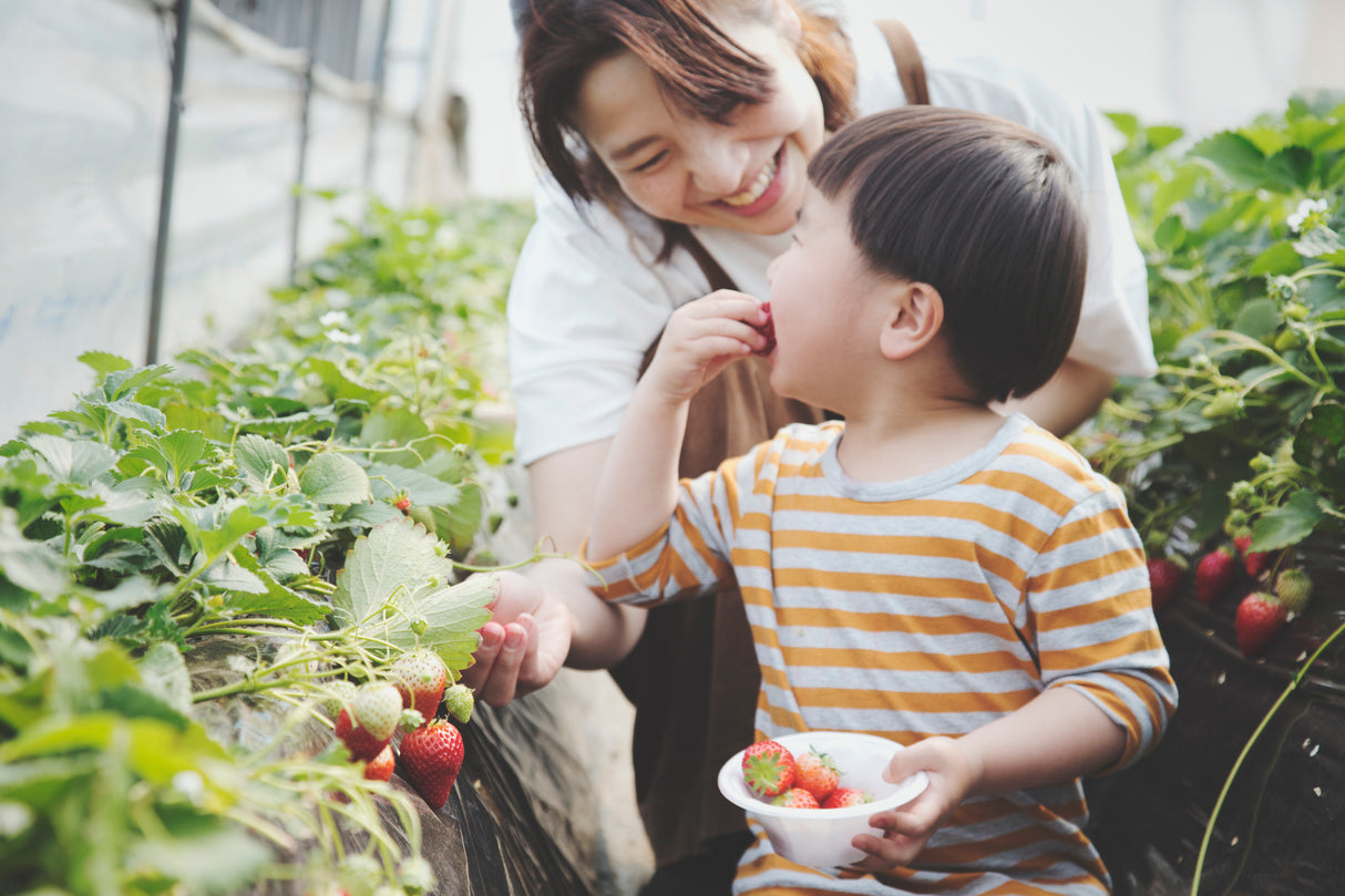 The Seto Inland Sea Route for Families (10 days , 9 nights)