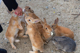 The Seto Inland Sea Route for Families (10 days , 9 nights)