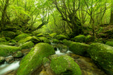 Ancient Cedars Trail: Yakushima Hiking Tour (6 days, 5 nights)