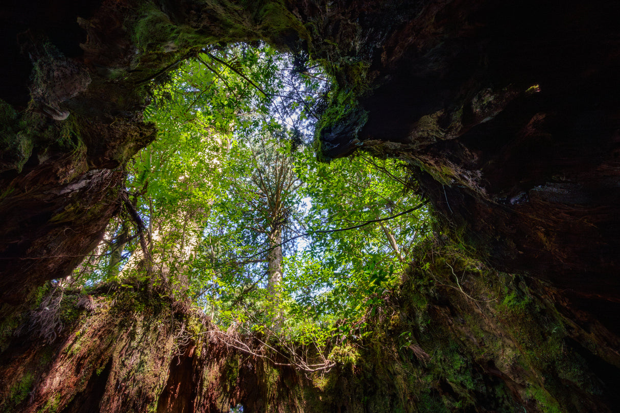 Ancient Cedars Trail: Yakushima Hiking Tour (6 days, 5 nights)