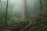 Ancient Cedars Trail: Yakushima Hiking Tour (6 days, 5 nights)