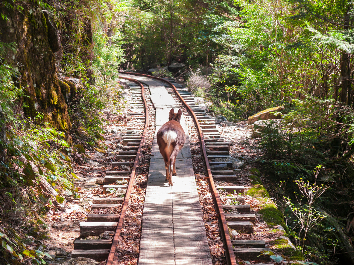 Ancient Cedars Trail: Yakushima Hiking Tour (6 days, 5 nights)